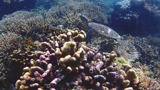 Bir Kaplumbağa Kendi Başına Yüzer Etrafındaki Mercan Ortamında Olduğunu Görmek — Stok video