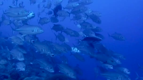 Massor Fisk Som Simmar Skotrar Det Djupblå Havet Jack Fisk — Stockvideo