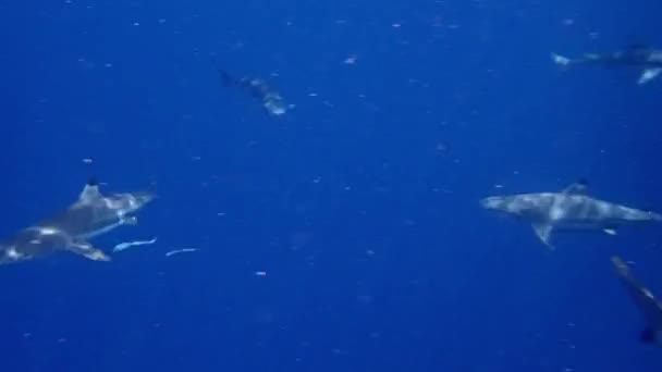 Tubarões Recifais Nadando Redor Câmera Ambiente Tropical — Vídeo de Stock