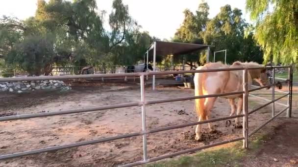 Häst Arg Personen Som Ska Mata Honom Som Också Råkar — Stockvideo