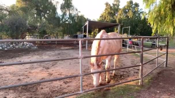 Horse Digging Dirt Trotting Back Forth Because Wants Its Food — Stock Video