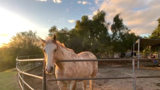Άλογο Περιμένει Τραφεί Στο Εσωτερικό Του Stahl Του Στο Ηλιοβασίλεμα — Αρχείο Βίντεο