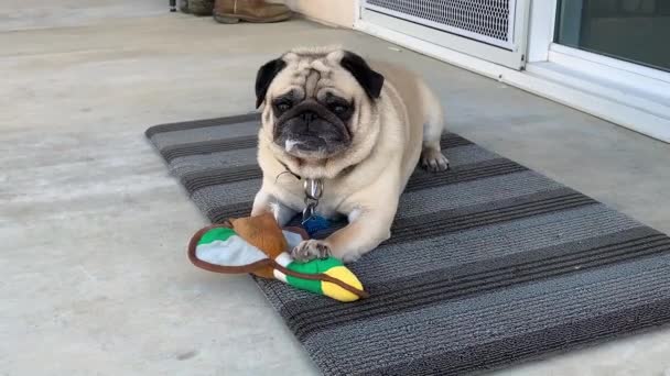 Pug Chewing Stuffed Goose Dog Toy Loving Laying Mat House — Stock Video