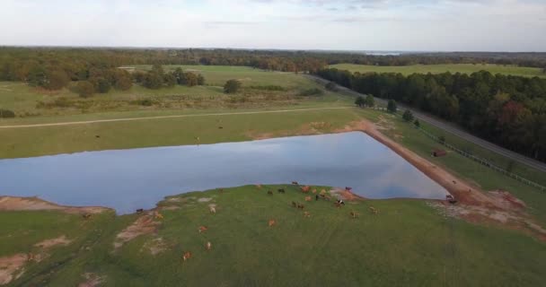 Πυροβολισμός Από Αγελάδες Κοντά Μια Λίμνη Στο Αγρόκτημα — Αρχείο Βίντεο