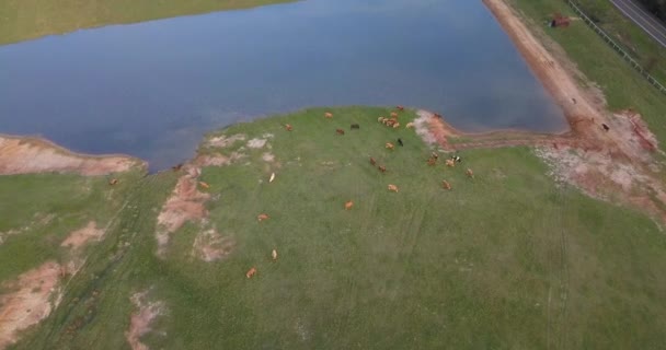 奶牛在池塘边吃草的动态无人机射击 — 图库视频影像