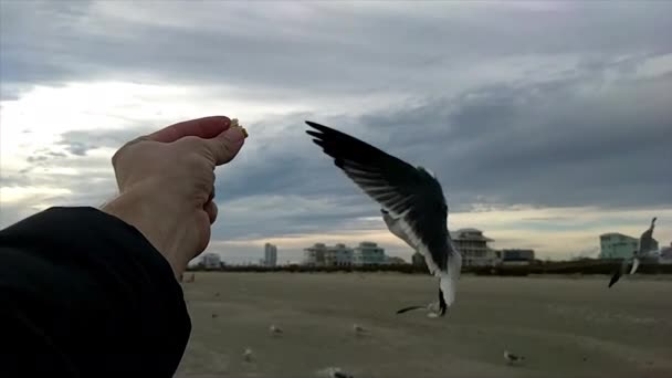 Pájaro Come Mano Hombre Cámara Lenta Una Playa Nublada — Vídeo de stock