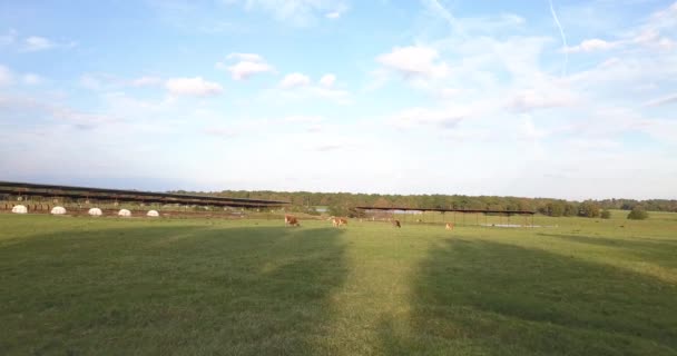 Vacas Leiteiras Jersey Pastando Campo Verde — Vídeo de Stock