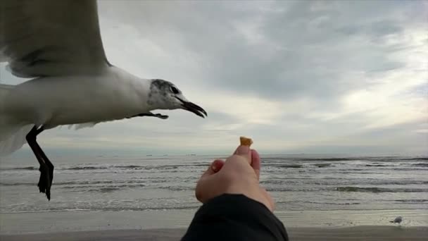 Racek Přiřítí Vyžere Člověku Ruky Oceánu — Stock video