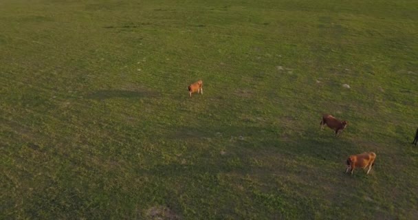 Kilka Krów Mlecznych Pasących Się Razem Zieloną Trawą Zachodzie Słońca — Wideo stockowe