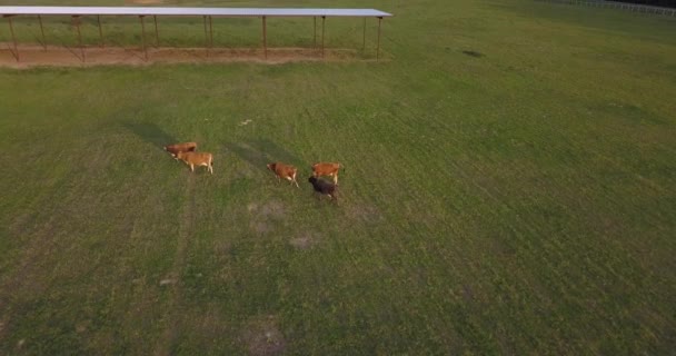 Zlatá Hodina Krávy Připojí Zbytku Stáda Mléčné Farmě — Stock video