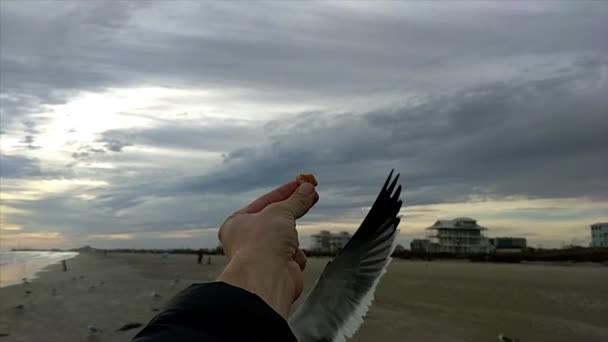 Mewa Wpada Zjeść Krakersy Ręki Białego Człowieka Pochmurny Dzień Plaży — Wideo stockowe