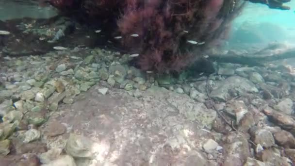 Ohrid See Unter Wasser Flora Und Fauna Einschließlich Pflanzen Fische — Stockvideo