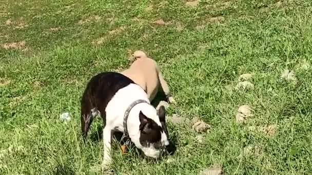 Pug Boston Terrier Comiendo Hierba Una Colina Patio Trasero Algún — Vídeo de stock