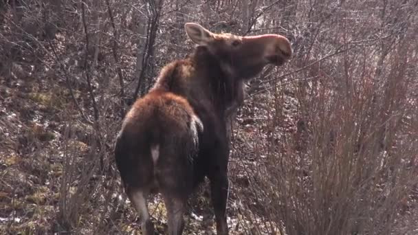 Älg Äter Små Grenar Ser Söt — Stockvideo