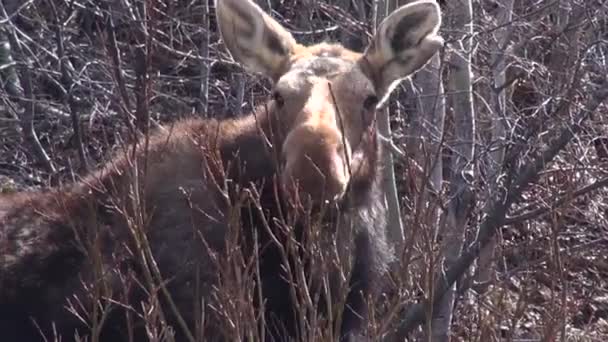 驼鹿吃小树枝 看起来很可爱 — 图库视频影像