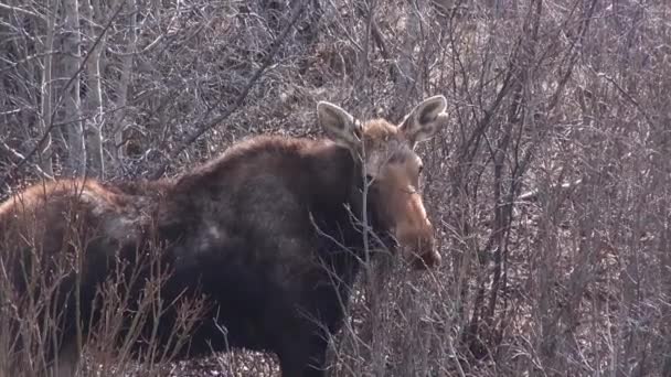 Moose Τρώει Μικρά Κλαδιά Φαίνεται Χαριτωμένος — Αρχείο Βίντεο