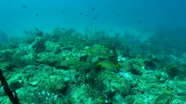 School Yellow Striped Grunt Reef — Stock video