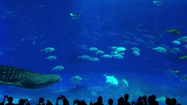 Shark Whale Swim Pass Crowd Aquarium Tank — Stock Video