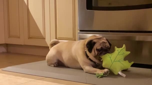 Παγκ Μασάει Ένα Λούτρινο Σκυλάκι Στην Κουζίνα — Αρχείο Βίντεο