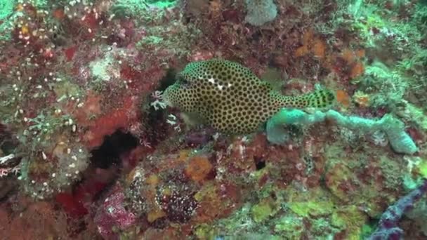 色彩艳丽的暗礁上有一双时髦右眼的斑点箱鱼 — 图库视频影像