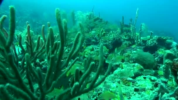 大堡礁上的黄带海鸥群 — 图库视频影像