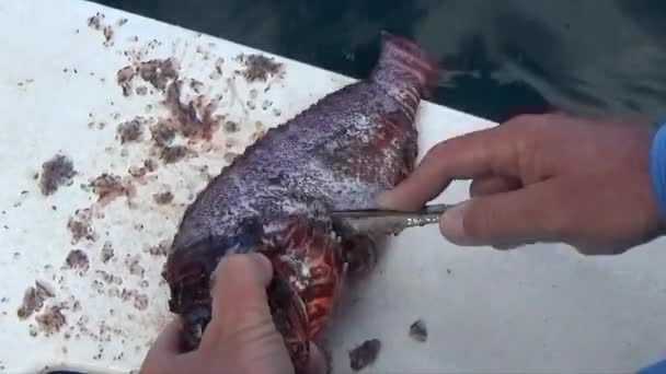 为狮子鱼准备晚餐 — 图库视频影像