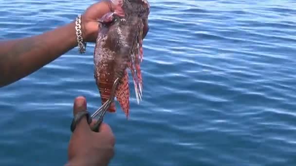 Подготовка Львиной Рыбы Ужину — стоковое видео