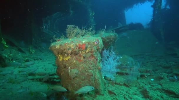 在深度残骸的破碎的船舱里 比安卡 — 图库视频影像