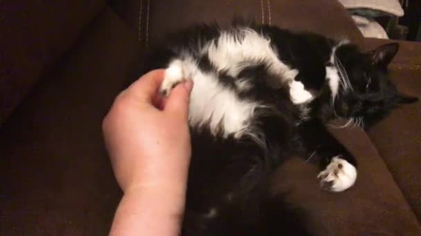 Maine Coon Gatto Maschio Sdraiato Sul Divano Dormire Umano Toccare — Video Stock
