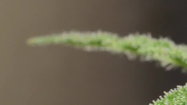 Very Close View Marijuana Flowered Plant Apical Bud Leafs Buds — Vídeo de Stock