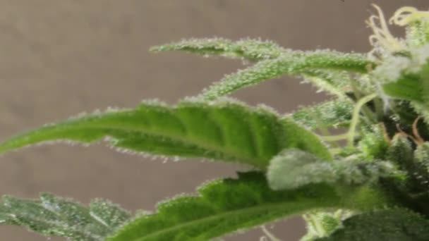 Close View Flowered Female Sativa Marijuana Plant Apical Bud Leafs — Stock Video