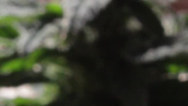 Приближается Самке Марихуаны Цветущий Апикальный Бутон Листьями Полными Пестиков Стеклянных — стоковое видео