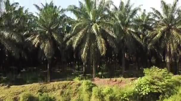 Drone Rising Palmoil Plantation Sumatra Indonesia — Vídeo de Stock