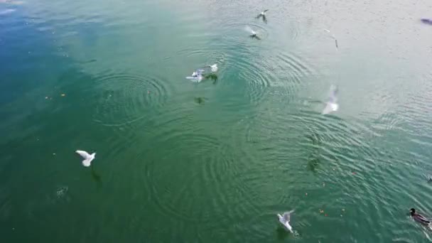 Krmení Ptáků Řeky Nebo Jezera Hejno Racků Boj Jídlo Rozpadá — Stock video