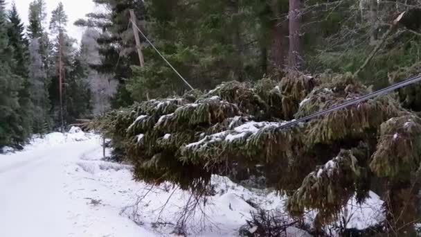 Padlý Smrk Strom Přes Elektrické Kabelové Vedení — Stock video