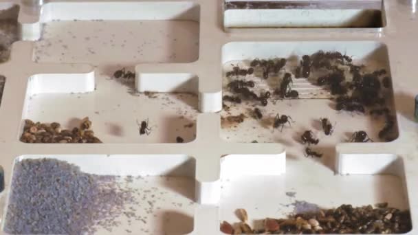 收割机蚂蚁巢 Messor Barbarus — 图库视频影像