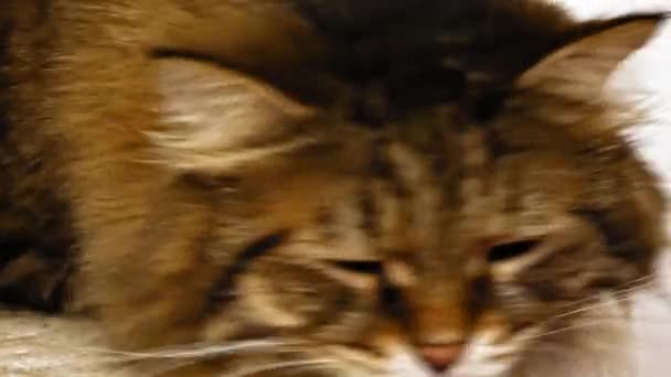 Lindo Siberiano Gato Cayendo Dormido — Vídeos de Stock