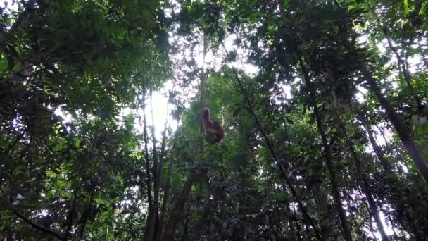Sumatra Endonezya Daki Bukit Lawan Yağmur Ormanlarında Sallanan Orangutan — Stok video