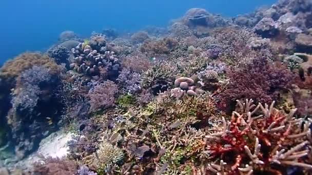 Volando Través Arrecife Coral Saludable Con Peces Corales Diferentes Tipos — Vídeo de stock