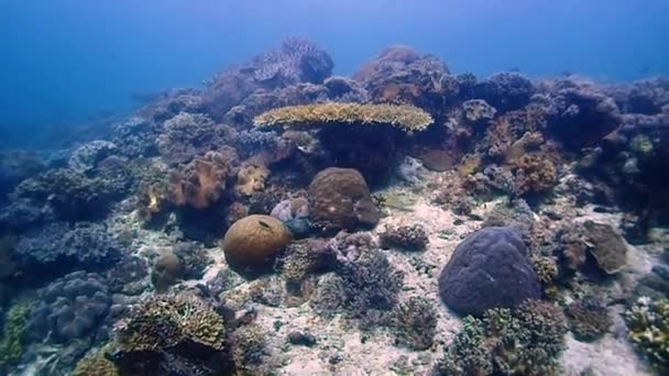 Κοραλλιογενής Ύφαλος Στη Νοτιοανατολική Ασία Πολλά Ψάρια Και Πολύχρωμα Κοράλλια — Αρχείο Βίντεο