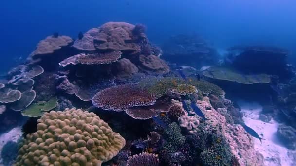 Nuotare Incredibile Paesaggio Grandi Strutture Coralline Che Ospita Molti Piccoli — Video Stock