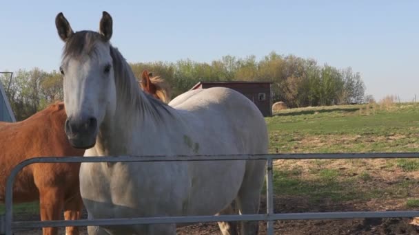 フェンスの後ろに隣接する馬 — ストック動画