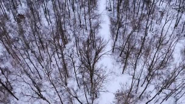 Όμορφα Χιονισμένα Δάση Του Καναδά — Αρχείο Βίντεο