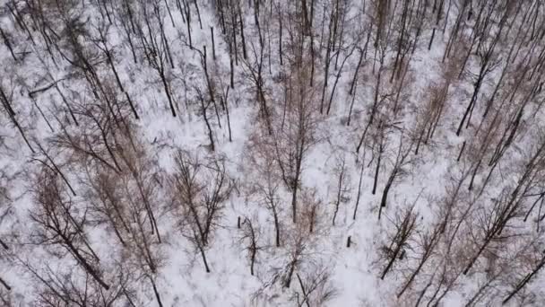 カナダの美しい雪に覆われた森 — ストック動画