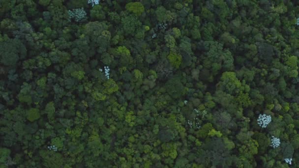 Αεροφωτογραφία Του Δάσους Και Του Πρασίνου Στην Πετρούπολη Βραζιλία — Αρχείο Βίντεο