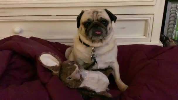 Chien Pug Mâchant Sur Jouet Pour Chien Jouet Est Lapin — Video