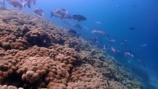 珊瑚覆盖在底部 像草坪 顶部有大量的鱼 — 图库视频影像