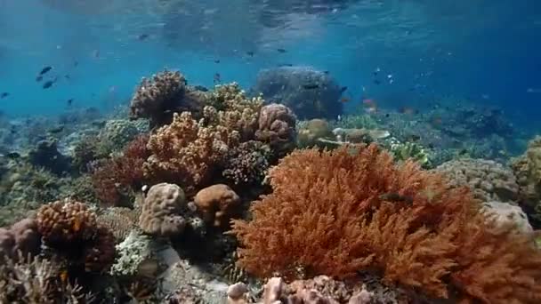 ラジャ アンパットの浅い健康的なサンゴ礁を滑り抜けます 世界一のサンゴ礁があるかもしれません — ストック動画