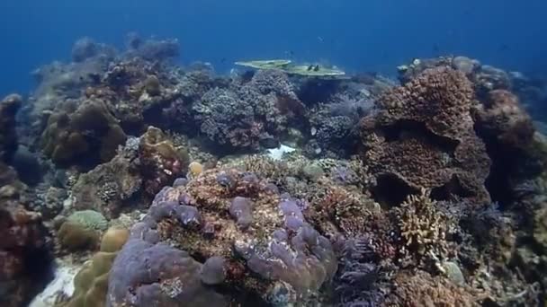 魚とサンゴの上に太陽が輝く穏やかな調和のとれたサンゴ礁 — ストック動画