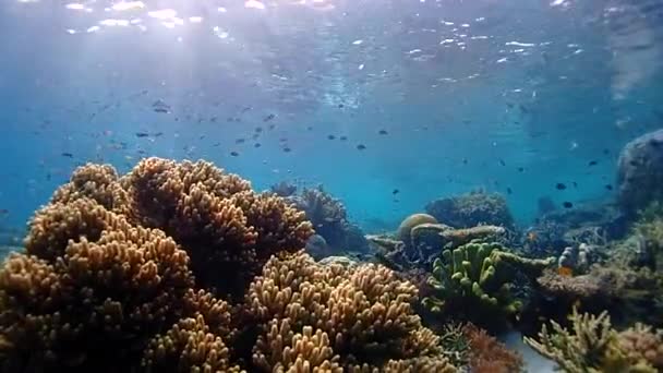 Odkryj Niesamowity Podwodny Świat Kolorowymi Koralowcami Rybami Pływającymi Dookoła Prawie — Wideo stockowe